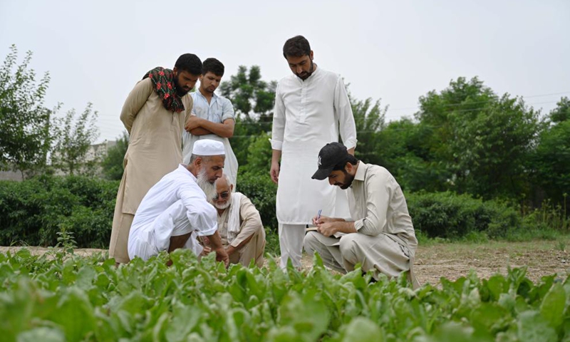 Farmers check on Chinese cauliflower seeds in Attock district of Pakistan's eastern Punjab province on Aug. 13, 2025. In recent years, Tianjin's cauliflower seed exports to Pakistan have accounted for over 70 percent of Pakistan's annual planting, helping to address bottlenecks in the local cauliflower industry. Photo: Xinhua