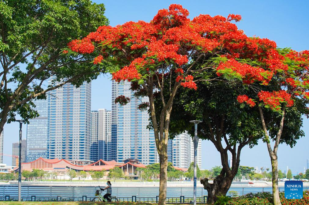 This photo taken on May 27, 2026 shows blooming royal poinciana trees in Xiamen, southeast China's Fujian Province. (Photo by Chen Yasha/Xinhua)