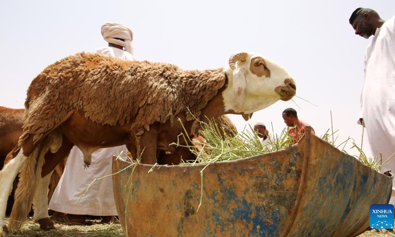 A sheep feeds at a livestock market in Omdurman, north of Sudan's capital Khartoum, on May 26, 2026. (Photo: Xinhua)