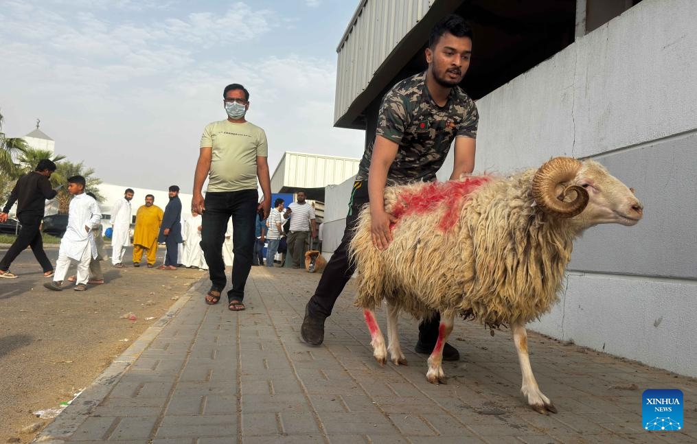 A man brings livestock for Eid al-Adha sacrifice to a slaughterhouse in Capital Governorate, Kuwait, May 27, 2026. (Photo: Xinhua)