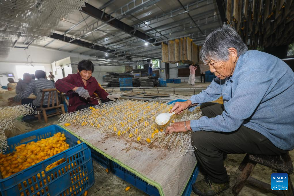 Villagers collect golden cocoons in a silkworm breeding facility in Yunlong Village of Zhouwangmiao Town, Haining City, east China's Zhejiang Province, May 28, 2026. Recently, a mulberry and silkworm park, operated by Zhejiang Yayun Eco-Agriculture Co., Ltd., has entered the harvest season for golden cocoons. Different from the white silk spun by ordinary silkworms, the silk of golden cocoons boasts a natural yellow hue, higher toughness, superior warmth retention and moisture absorption, thus commanding a higher market price than regular cocoons. The first batch of golden cocoons this year from the park is expected to exceed 3 tons, with the full-year output reaching around 8 tons. Since 2018, Zhejiang Yayun Eco-Agriculture Co., Ltd. has built standardized mulberry orchards and modern silkworm breeding facilities covering an area of 360 mu (about 24 hectares) in Yunlong Village. The base, integrating itself with enterprises, relevant institutions and local farmers, has built a complete industrial chain from cocoon to end products, such as golden silk quilts, silk facial masks, baby clothing, and cultural and creative products. (Xinhua/Xu Yu)