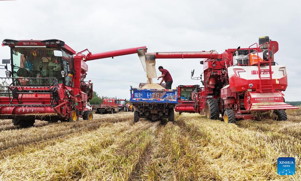 Large agricultural machines harvest wheat at Xiangfuzhang Village in Kaifeng City, central China's Henan Province, May 26, 2026. (Photo by Li Xinyi/Xinhua)