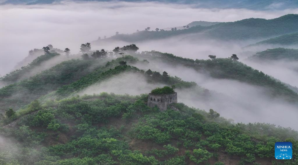 An aerial drone photo taken on May 26, 2026 shows the scenery in the morning at a section of the Great Wall in Zunhua City of north China's Hebei Province. (Photo: Xinhua)