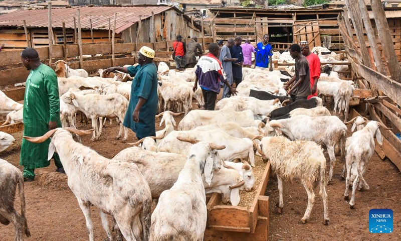 People visit a livestock market ahead of Eid al-Adha in Yaounde, capital of Cameroon, May 26, 2026. (Photo: Xinhua)