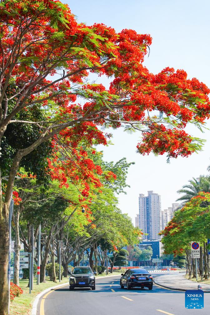 This photo taken on May 27, 2026 shows blooming royal poinciana trees in Xiamen, southeast China's Fujian Province. (Photo by Chen Yasha/Xinhua)