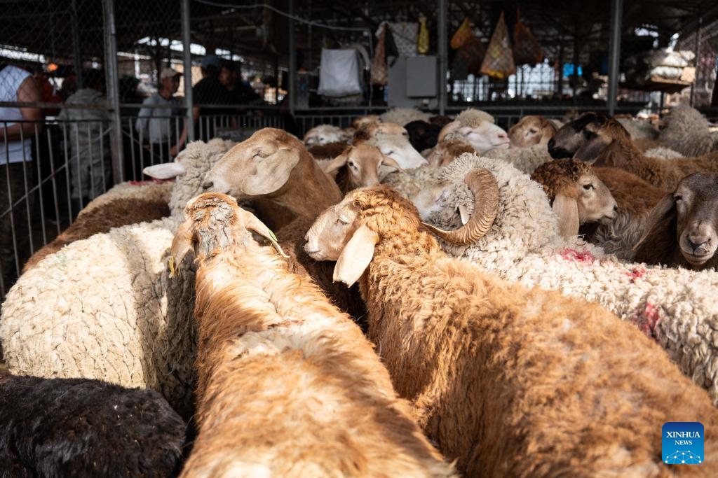 This photo taken on May 27, 2026 shows a livestock market in Almaty, Kazakhstan. (Photo: Xinhua)