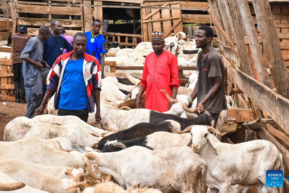 People visit a livestock market ahead of Eid al-Adha in Yaounde, capital of Cameroon, May 26, 2026. (Photo: Xinhua)