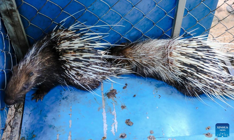 This photo taken on May 25, 2026 shows two wild porcupines being transferred to the natural forest of the Angkor Archaeological Park in Siem Reap province, Cambodia. The APSARA National Authority (ANA) and Cambodia Wildlife Care (CWC) have jointly freed two wild porcupines into the natural forest of the UNESCO-listed Angkor Archaeological Park in northwest Cambodia's Siem Reap province, said an ANA's news release on Tuesday.  (Photo: Xinhua)