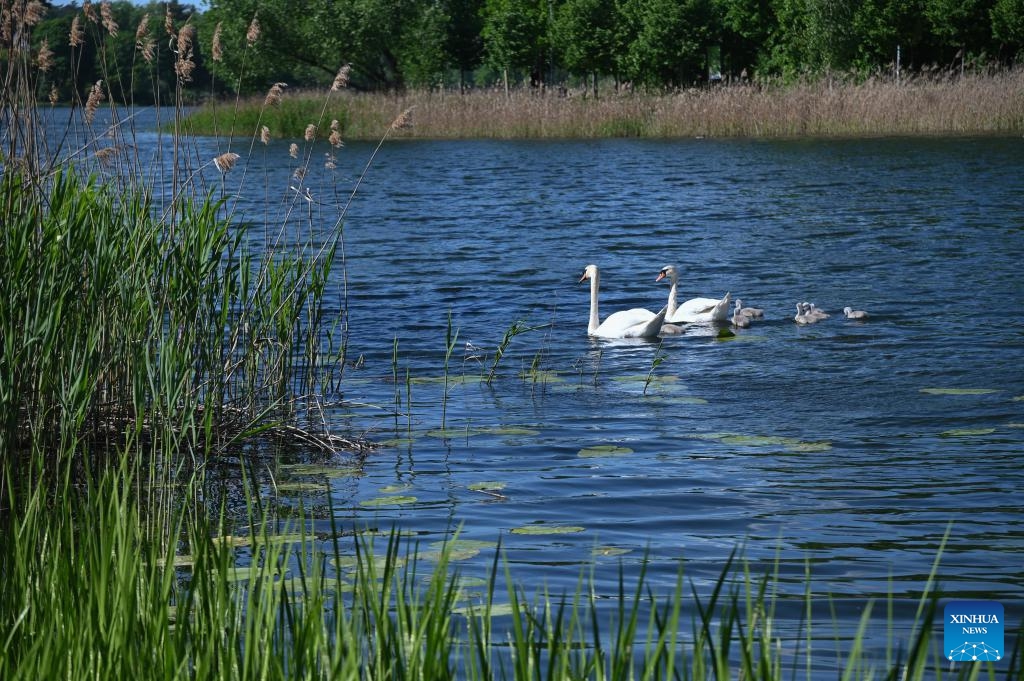 Swans swim with their young in a lake in Olsztyn, Poland, May 26, 2026. The city is known for its lakes and natural scenery. (Photo: Xinhua)