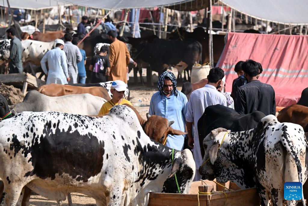 People visit a livestock market ahead of Eid al-Adha festival in Islamabad, capital of Pakistan, on May 25, 2026. (Photo: Xinhua)