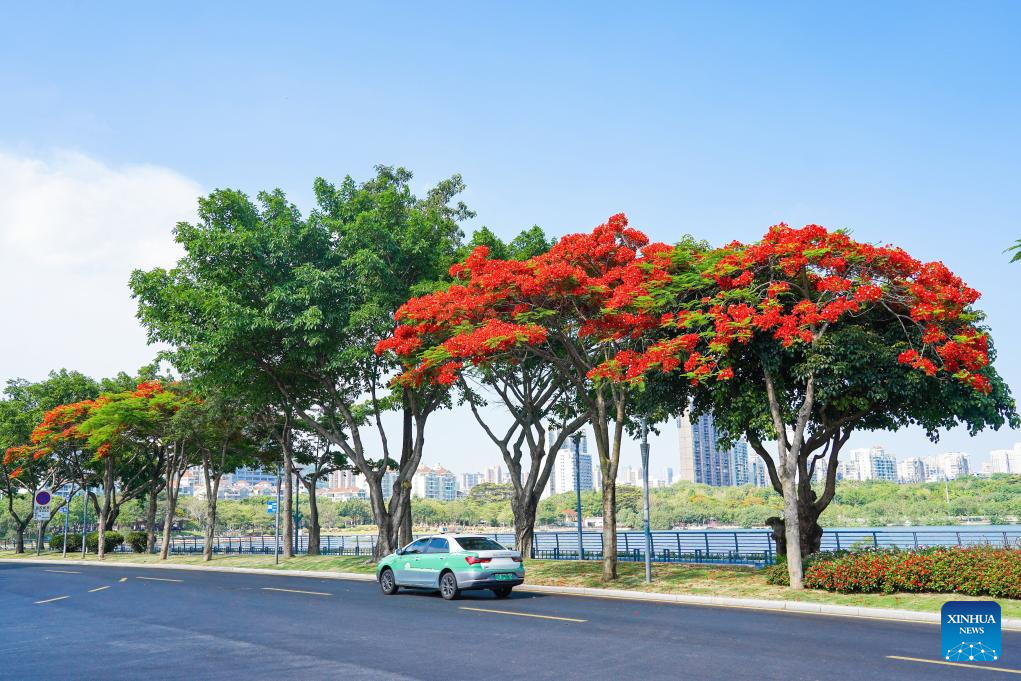 This photo taken on May 27, 2026 shows blooming royal poinciana trees in Xiamen, southeast China's Fujian Province. (Photo by Chen Yasha/Xinhua)