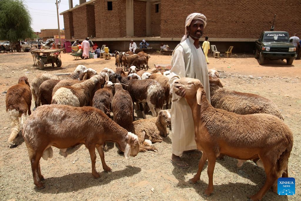 A trader displays a sacrificial sheep at a livestock market in Omdurman, north of Sudan's capital Khartoum, on May 26, 2026. (Photo: Xinhua)