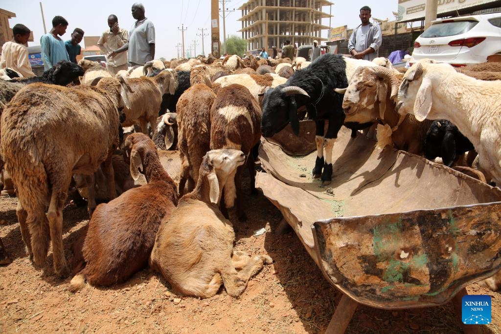 This photo taken on May 26, 2026 shows sacrificial sheep at a livestock market in Omdurman, north of Sudan's capital Khartoum. (Photo: Xinhua)
