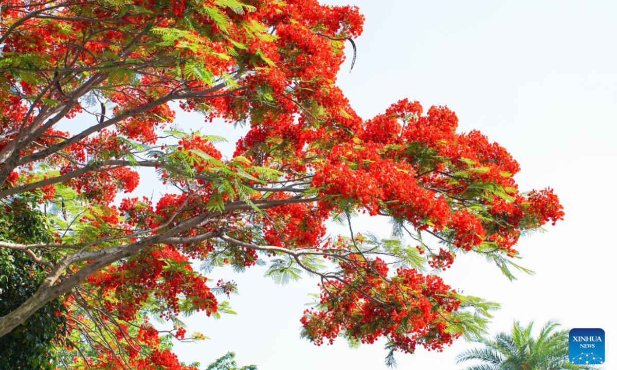 This photo taken on May 27, 2026 shows blooming royal poinciana trees in Xiamen, southeast China's Fujian Province. (Photo by Chen Yasha/Xinhua)