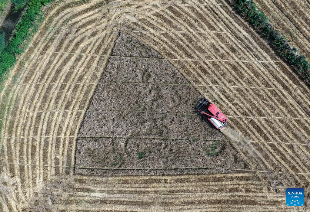 An aerial drone photo taken on May 28, 2026 shows an agricultural machine harvesting wheat at Yandian Town in Hefei, east China's Anhui Province. (Photo by Xu Yong/Xinhua)