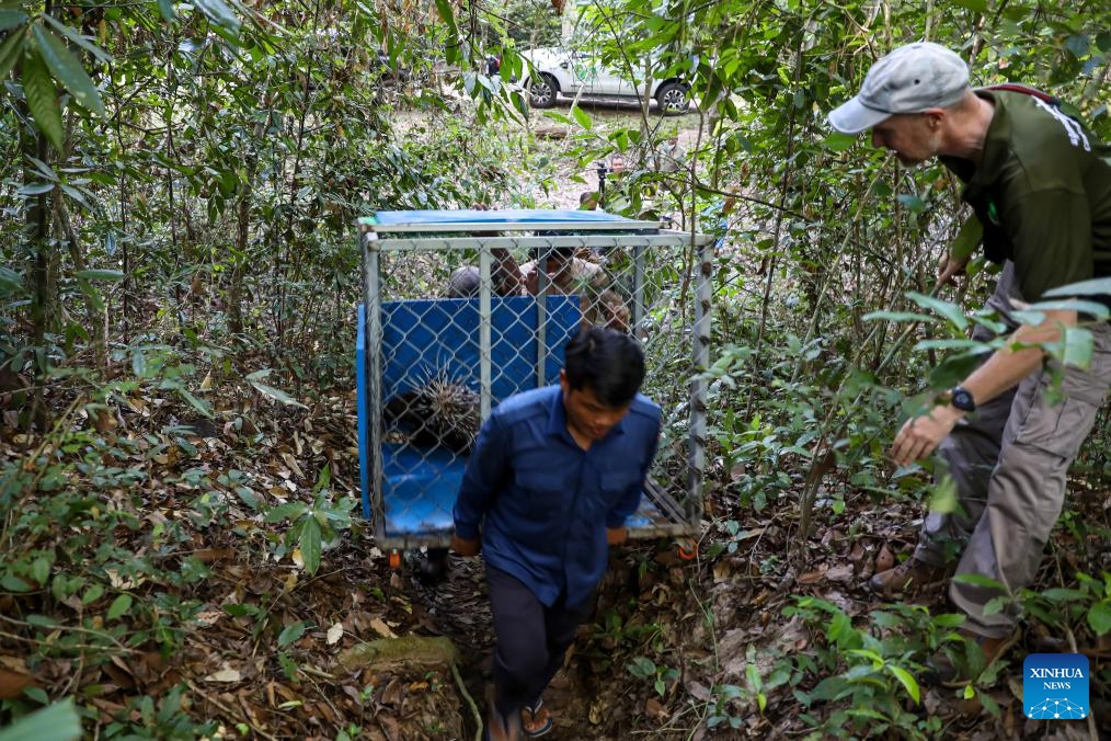 Conservationists carry a cage containing two wild porcupines at the Angkor Archaeological Park in Siem Reap province, Cambodia, May 25, 2026. The APSARA National Authority (ANA) and Cambodia Wildlife Care (CWC) have jointly freed two wild porcupines into the natural forest of the UNESCO-listed Angkor Archaeological Park in northwest Cambodia's Siem Reap province, said an ANA's news release on Tuesday. (Photo: Xinhua)