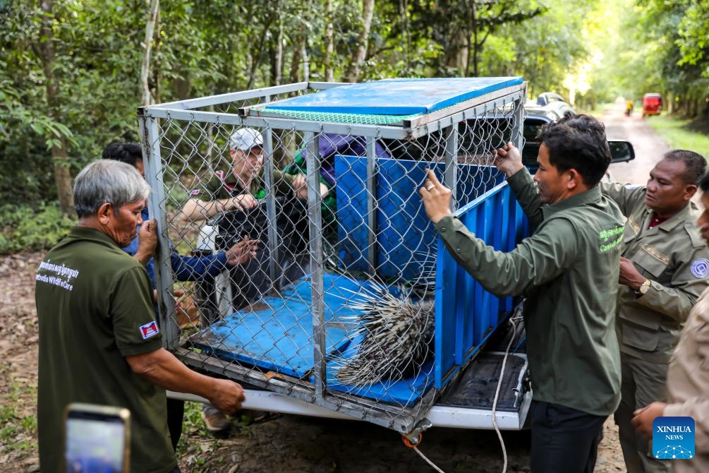 Conservationists unload two caged wild porcupines from a pickup truck at the Angkor Archaeological Park in Siem Reap province, Cambodia, May 25, 2026. The APSARA National Authority (ANA) and Cambodia Wildlife Care (CWC) have jointly freed two wild porcupines into the natural forest of the UNESCO-listed Angkor Archaeological Park in northwest Cambodia's Siem Reap province, said an ANA's news release on Tuesday. (Photo: Xinhua)