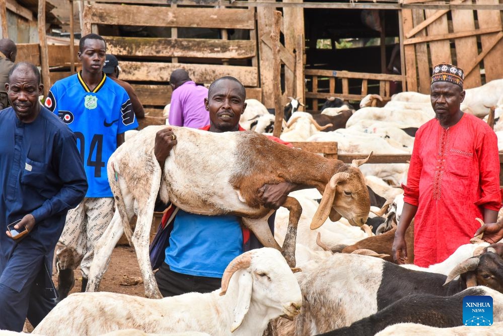 A man holds a sheep in a livestock market ahead of Eid al-Adha in Yaounde, capital of Cameroon, May 26, 2026. (Photo: Xinhua)