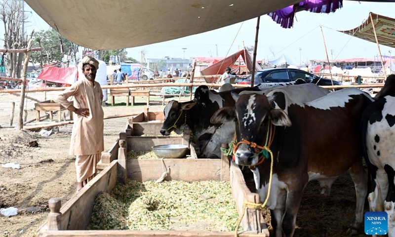 A livestock trader waits for customers at a livestock market ahead of Eid al-Adha festival in Islamabad, capital of Pakistan, on May 25, 2026. (Photo: Xinhua)