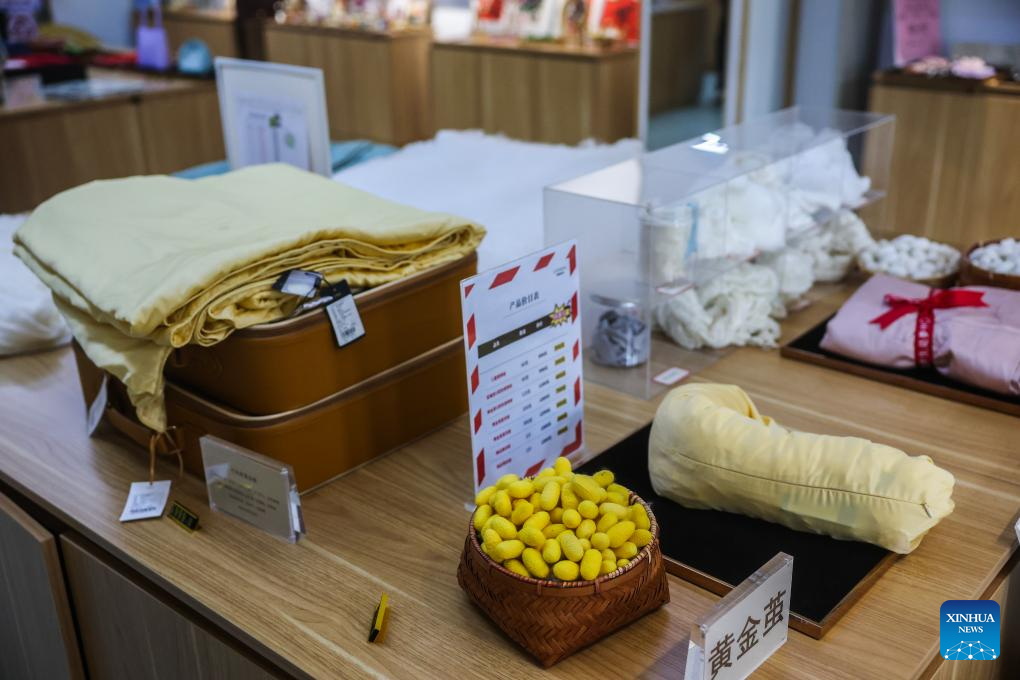 This photo shows golden cocoons and related products displayed at an exhibition hall in Yunlong Village of Zhouwangmiao Town, Haining City, east China's Zhejiang Province, May 28, 2026. Recently, a mulberry and silkworm park, operated by Zhejiang Yayun Eco-Agriculture Co., Ltd., has entered the harvest season for golden cocoons. Different from the white silk spun by ordinary silkworms, the silk of golden cocoons boasts a natural yellow hue, higher toughness, superior warmth retention and moisture absorption, thus commanding a higher market price than regular cocoons. The first batch of golden cocoons this year from the park is expected to exceed 3 tons, with the full-year output reaching around 8 tons. Since 2018, Zhejiang Yayun Eco-Agriculture Co., Ltd. has built standardized mulberry orchards and modern silkworm breeding facilities covering an area of 360 mu (about 24 hectares) in Yunlong Village. The base, integrating itself with enterprises, relevant institutions and local farmers, has built a complete industrial chain from cocoon to end products, such as golden silk quilts, silk facial masks, baby clothing, and cultural and creative products. (Xinhua/Xu Yu)