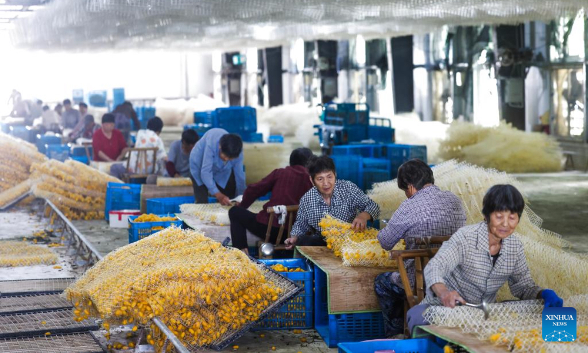 Villagers collect golden cocoons in a silkworm breeding facility in Yunlong Village of Zhouwangmiao Town, Haining City, east China's Zhejiang Province, May 28, 2026. Recently, a mulberry and silkworm park, operated by Zhejiang Yayun Eco-Agriculture Co., Ltd., has entered the harvest season for golden cocoons. Different from the white silk spun by ordinary silkworms, the silk of golden cocoons boasts a natural yellow hue, higher toughness, superior warmth retention and moisture absorption, thus commanding a higher market price than regular cocoons. The first batch of golden cocoons this year from the park is expected to exceed 3 tons, with the full-year output reaching around 8 tons. Since 2018, Zhejiang Yayun Eco-Agriculture Co., Ltd. has built standardized mulberry orchards and modern silkworm breeding facilities covering an area of 360 mu (about 24 hectares) in Yunlong Village. The base, integrating itself with enterprises, relevant institutions and local farmers, has built a complete industrial chain from cocoon to end products, such as golden silk quilts, silk facial masks, baby clothing, and cultural and creative products. (Xinhua/Xu Yu)