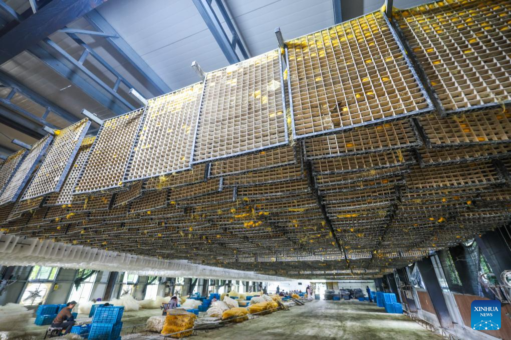 Villagers collect golden cocoons in a silkworm breeding facility in Yunlong Village of Zhouwangmiao Town, Haining City, east China's Zhejiang Province, May 28, 2026. Recently, a mulberry and silkworm park, operated by Zhejiang Yayun Eco-Agriculture Co., Ltd., has entered the harvest season for golden cocoons. Different from the white silk spun by ordinary silkworms, the silk of golden cocoons boasts a natural yellow hue, higher toughness, superior warmth retention and moisture absorption, thus commanding a higher market price than regular cocoons. The first batch of golden cocoons this year from the park is expected to exceed 3 tons, with the full-year output reaching around 8 tons. Since 2018, Zhejiang Yayun Eco-Agriculture Co., Ltd. has built standardized mulberry orchards and modern silkworm breeding facilities covering an area of 360 mu (about 24 hectares) in Yunlong Village. The base, integrating itself with enterprises, relevant institutions and local farmers, has built a complete industrial chain from cocoon to end products, such as golden silk quilts, silk facial masks, baby clothing, and cultural and creative products. (Xinhua/Xu Yu)