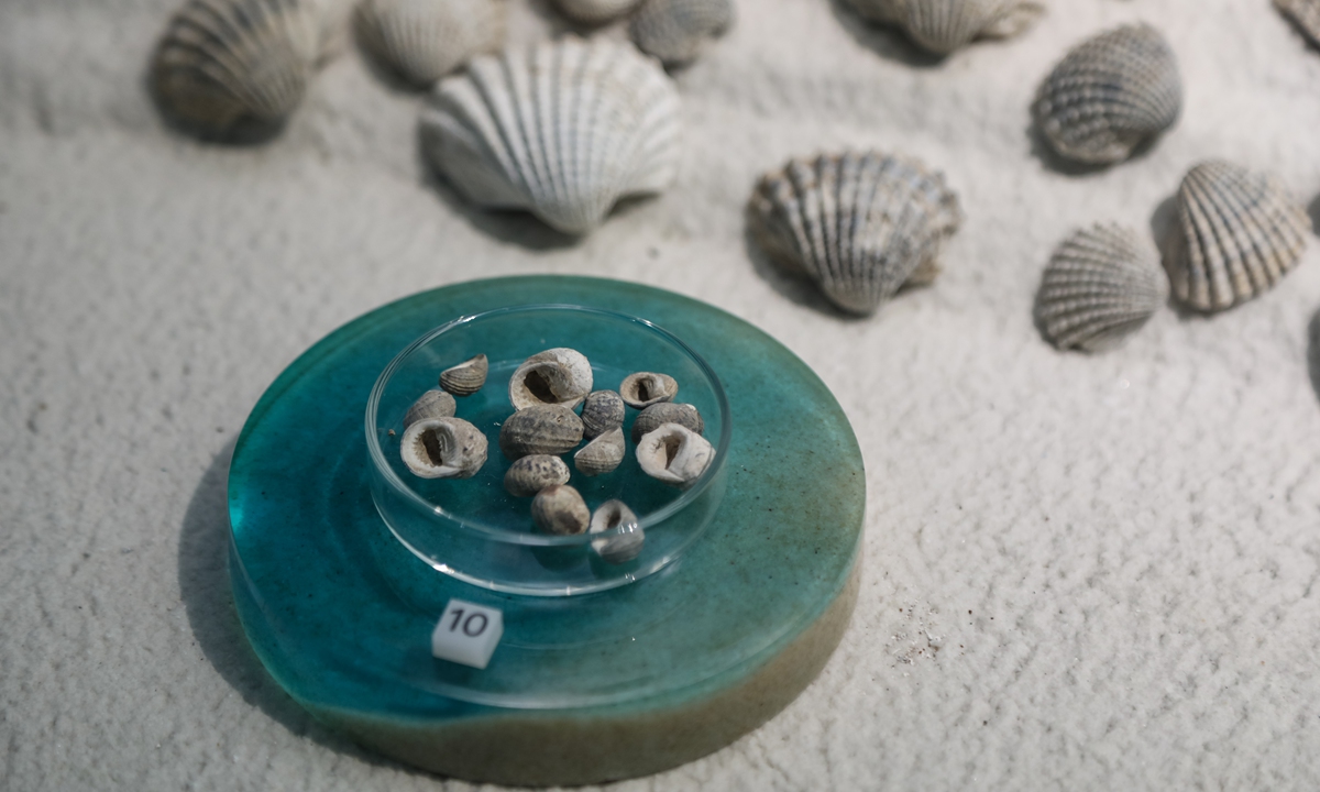 Relics unearthed from the Jingtoushan site in Ningbo, Zhejiang Province Photo: VCG