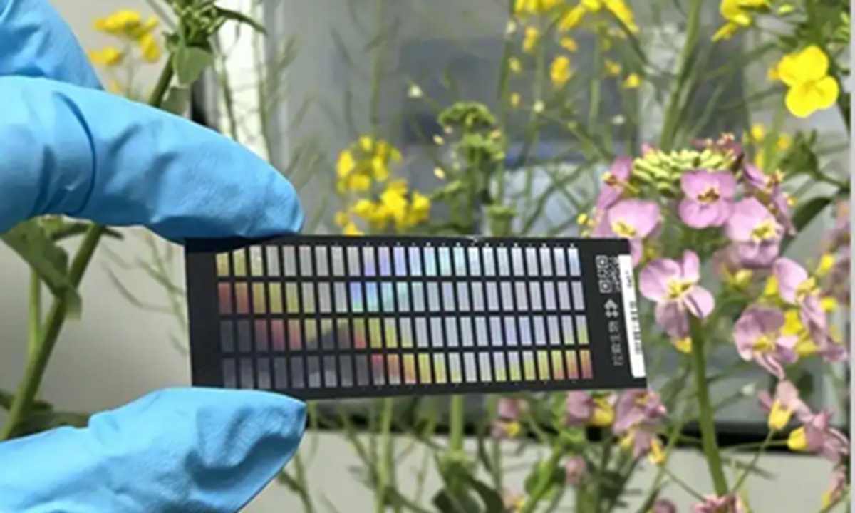 The Zhongxinyou No.1 gene chip Photo: screenshot of Science Daily's report