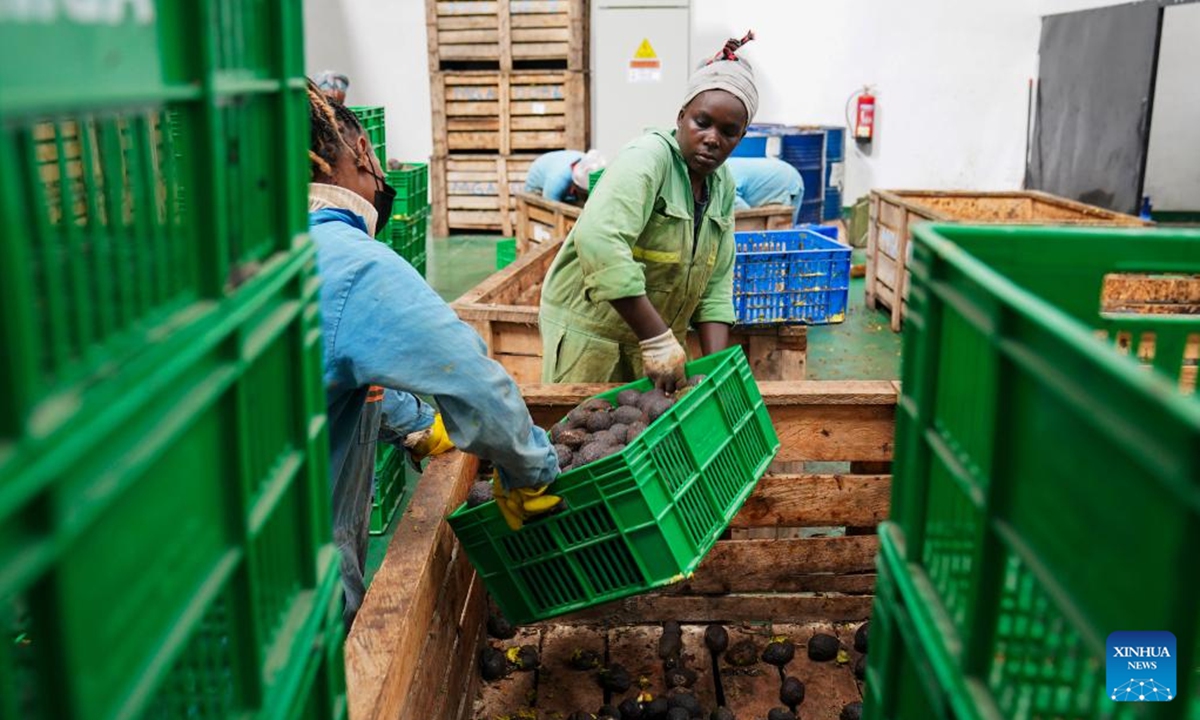 Workers sort avocados at Sanmark Ltd. in the Athi River Export Processing Zone, the southeastern industrial hub of Nairobi, Kenya, May 28, 2026. Sanmark Ltd., a Chinese-owned avocado oil processing company, boasts state-of-the-art machinery for processing and testing avocado oil to ensure it attains the required standards for export to China and other overseas markets such as Europe and the United States. (Xinhua/Xie Jianfei)
