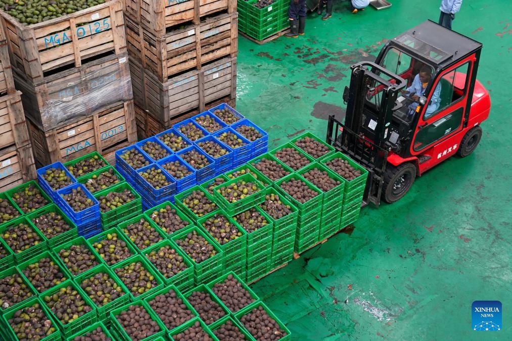 A worker moves avocados at Sanmark Ltd. in the Athi River Export Processing Zone, the southeastern industrial hub of Nairobi, Kenya, May 28, 2026. Sanmark Ltd., a Chinese-owned avocado oil processing company, boasts state-of-the-art machinery for processing and testing avocado oil to ensure it attains the required standards for export to China and other overseas markets such as Europe and the United States. (Xinhua/Xie Jianfei)