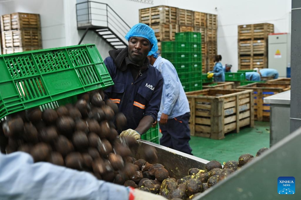 Workers process avocados at Sanmark Ltd. in the Athi River Export Processing Zone, the southeastern industrial hub of Nairobi, Kenya, May 28, 2026. Sanmark Ltd., a Chinese-owned avocado oil processing company, boasts state-of-the-art machinery for processing and testing avocado oil to ensure it attains the required standards for export to China and other overseas markets such as Europe and the United States. (Xinhua/Xie Jianfei)