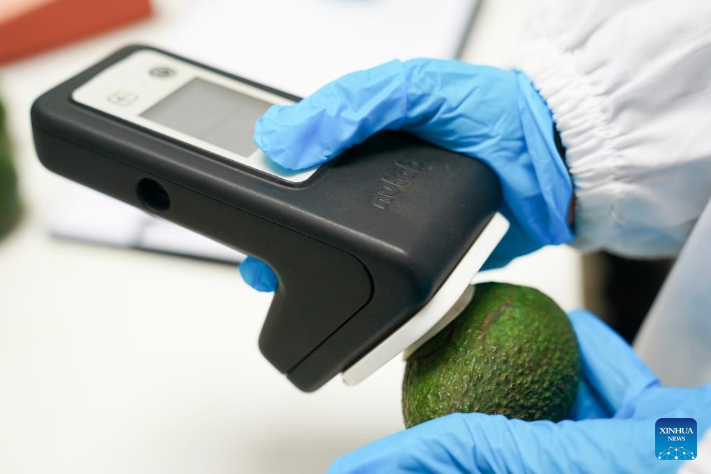A worker checks an avocado at Sanmark Ltd. in the Athi River Export Processing Zone, the southeastern industrial hub of Nairobi, Kenya, May 28, 2026. Sanmark Ltd., a Chinese-owned avocado oil processing company, boasts state-of-the-art machinery for processing and testing avocado oil to ensure it attains the required standards for export to China and other overseas markets such as Europe and the United States. (Xinhua/Xie Jianfei)