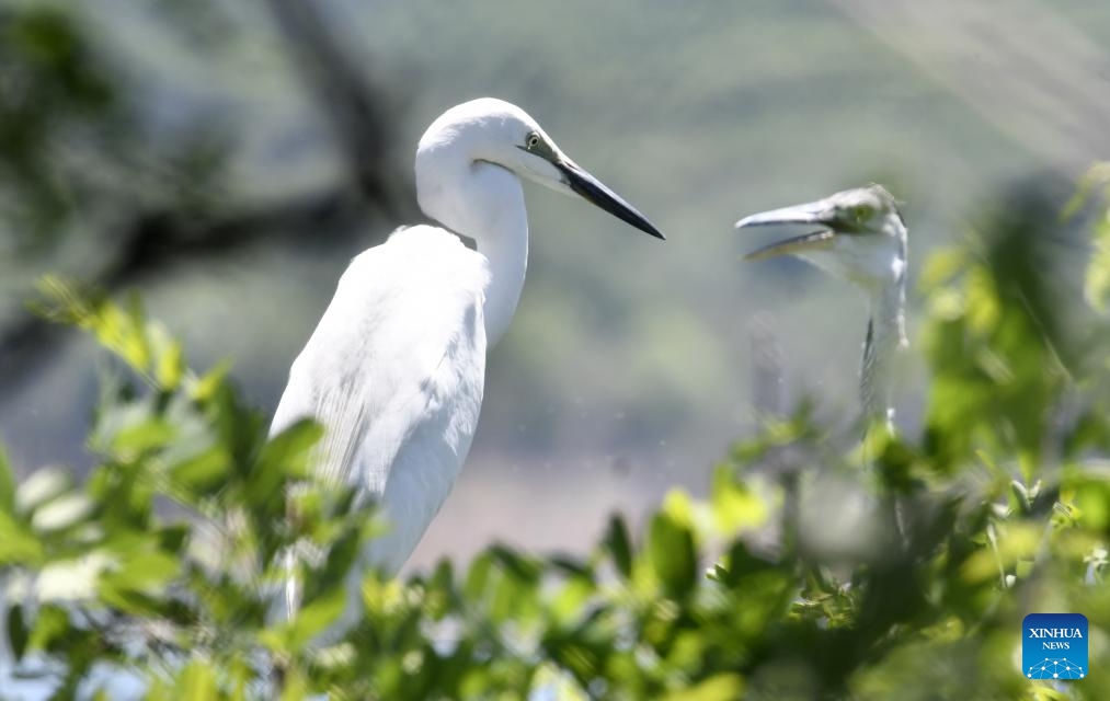 An egret (L) and a grey heron fledgling are pictured at Miyun Reservoir in Beijing, capital of China, May 29, 2026. More than 5,000 birds at Miyun Reservoir have currently entered the breeding season. To protect these birds with great care, the administration office here has adopted a series of measures including temporary close-down of breeding areas, wetland restoration, AI-powered monitoring, first aid for injured birds, and removal of environmental hazards. (Photo: Xinhua)