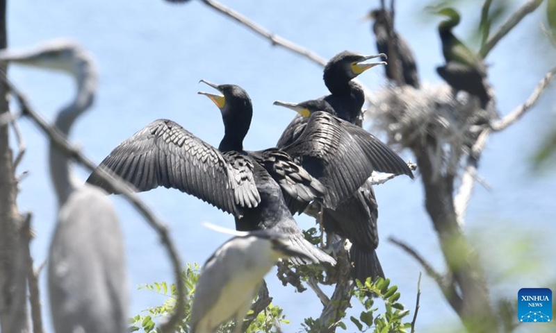 Cormorant fledglings learn to fly at Miyun Reservoir in Beijing, capital of China, May 29, 2026. More than 5,000 birds at Miyun Reservoir have currently entered the breeding season. To protect these birds with great care, the administration office here has adopted a series of measures including temporary close-down of breeding areas, wetland restoration, AI-powered monitoring, first aid for injured birds, and removal of environmental hazards. (Photo: Xinhua)
