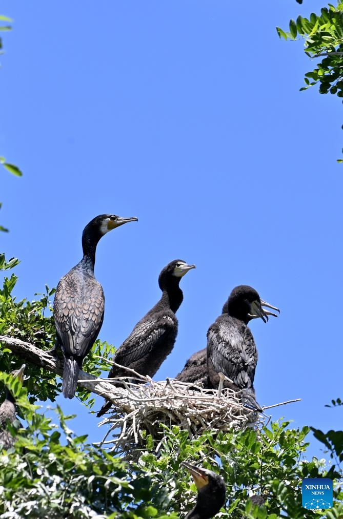 Cormorant fledglings learn to fly at Miyun Reservoir in Beijing, capital of China, May 29, 2026. More than 5,000 birds at Miyun Reservoir have currently entered the breeding season. To protect these birds with great care, the administration office here has adopted a series of measures including temporary close-down of breeding areas, wetland restoration, AI-powered monitoring, first aid for injured birds, and removal of environmental hazards. (Photo: Xinhua)