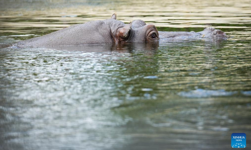 Hippopotamus Hugo swims in a pool at the Warsaw Zoo in Warsaw, Poland, on May 29, 2026. As early summer arrives, animals at the Warsaw Zoo spend more time outdoors enjoying the warm weather. (Photo: Xinhua)