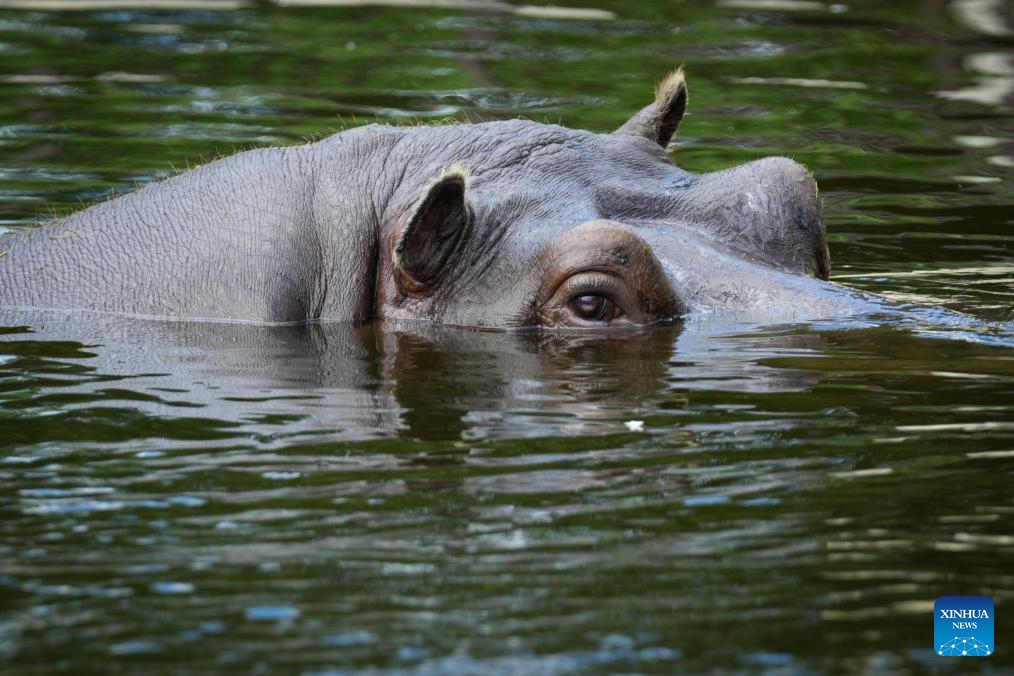 A hippopotamus swims in a pool at the Warsaw Zoo in Warsaw, Poland, on May 29, 2026. As early summer arrives, animals at the Warsaw Zoo spend more time outdoors enjoying the warm weather. (Photo: Xinhua)