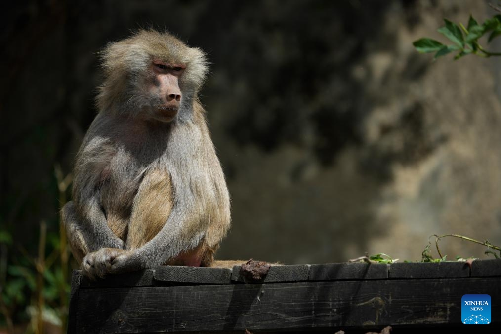 A baboon rests in the sunshine at the Warsaw Zoo in Warsaw, Poland, on May 29, 2026. As early summer arrives, animals at the Warsaw Zoo spend more time outdoors enjoying the warm weather. (Photo: Xinhua)