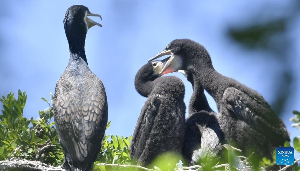 Adult and fledgling cormorants are pictured at Miyun Reservoir in Beijing, capital of China, May 29, 2026. More than 5,000 birds at Miyun Reservoir have currently entered the breeding season. To protect these birds with great care, the administration office here has adopted a series of measures including temporary close-down of breeding areas, wetland restoration, AI-powered monitoring, first aid for injured birds, and removal of environmental hazards. (Photo: Xinhua)