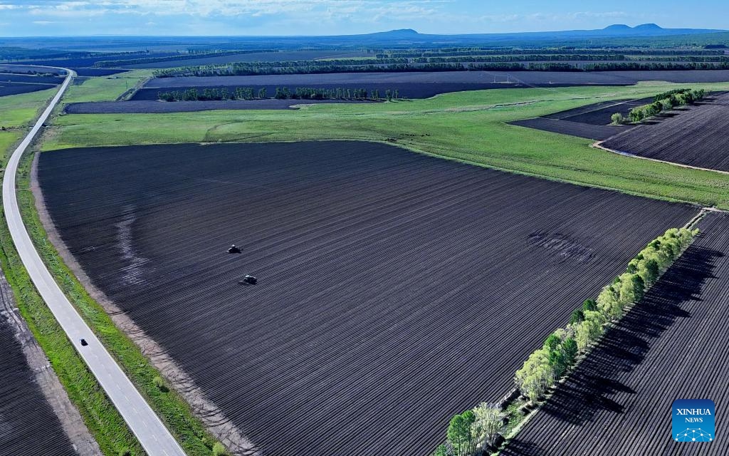 An aerial drone photo taken on May 29, 2026 shows agricultural vehicles working in maize fields of Weishan Farm Co., Ltd. under Beidahuang Group in northeast China's Heilongjiang Province. (Photo: Xinhua)