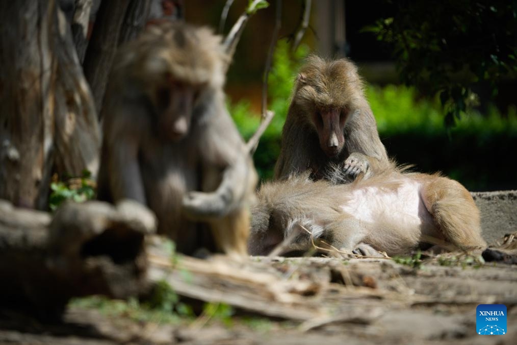 Baboons groom each other at the Warsaw Zoo in Warsaw, Poland, on May 29, 2026. As early summer arrives, animals at the Warsaw Zoo spend more time outdoors enjoying the warm weather. (Photo: Xinhua)