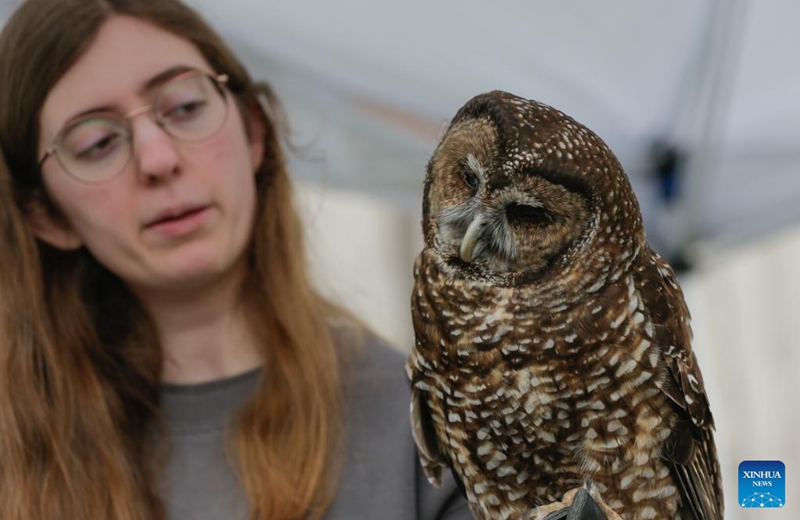 A rehabilitated owl is displayed during an open house event at the Orphaned Wildlife Rehabilitation Society in Delta, British Columbia, Canada, on May 30, 2026. The event held on Saturday offered the public an opportunity to learn about the rehabilitation, care, and conservation of injured and orphaned birds of prey. (Photo by Liang Sen/Xinhua)