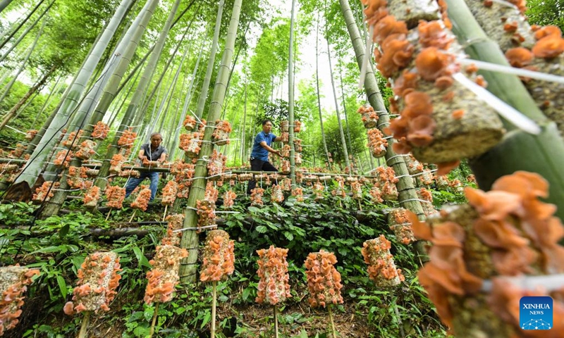 Villagers arrange fungus sticks at an understory wood ear cultivation base in Cushijiang Village of Shuangpai County, Yongzhou City, central China's Hunan Province, May 30, 2026. Taking advantage of abundant understory resources and improving ecological conditions, Shuangpai County has in recent years actively revitalized the space under the forest, and developed under-forest industries such as medicinal plants, edible fungi, poultry, and bees, thereby extending the rural industrial chains, enriching the patterns of industrial development, and expanding income-generating opportunities for locals. Photo: Xinhua