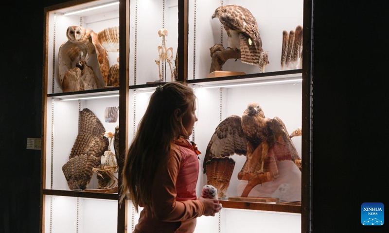 A girl views raptor specimens during an open house event at the Orphaned Wildlife Rehabilitation Society in Delta, British Columbia, Canada, on May 30, 2026. The event held on Saturday offered the public an opportunity to learn about the rehabilitation, care, and conservation of injured and orphaned birds of prey. (Photo by Liang Sen/Xinhua)