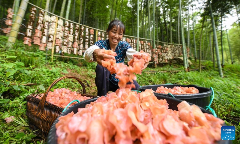 A villager works at an understory wood ear cultivation base in Cushijiang Village of Shuangpai County, Yongzhou City, central China's Hunan Province, May 29, 2026. Taking advantage of abundant understory resources and improving ecological conditions, Shuangpai County has in recent years actively revitalized the space under the forest, and developed under-forest industries such as medicinal plants, edible fungi, poultry, and bees, thereby extending the rural industrial chains, enriching the patterns of industrial development, and expanding income-generating opportunities for locals. Photo: Xinhua
