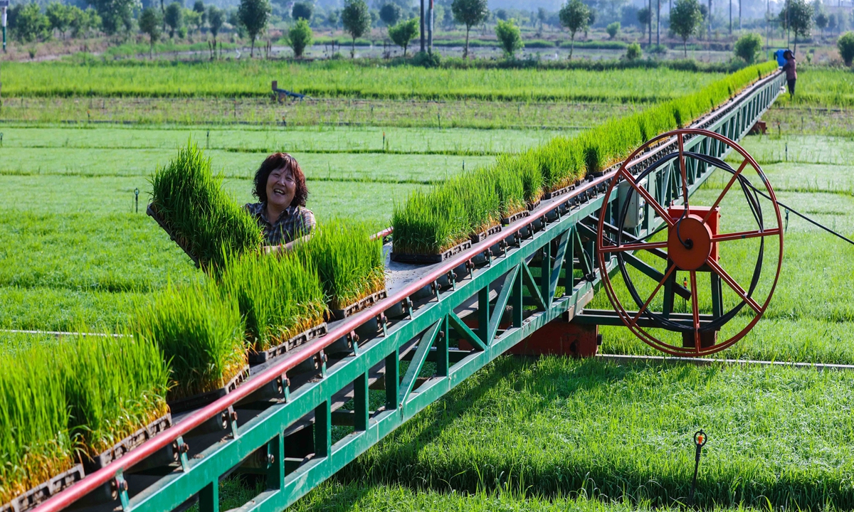 A farmer uses a mobile rice seedling conveyor to lift and collect rice seedlings in a paddy field in Guangshan county, Central China's Henan Province on May 31, 2026. Recently, the province has entered the 