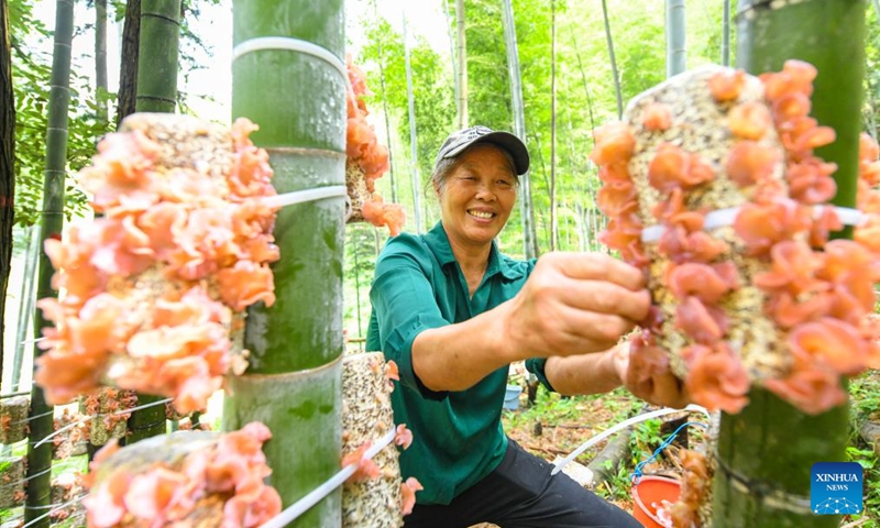 A villager works at an understory wood ear cultivation base in Cushijiang Village of Shuangpai County, Yongzhou City, central China's Hunan Province, May 29, 2026. Taking advantage of abundant understory resources and improving ecological conditions, Shuangpai County has in recent years actively revitalized the space under the forest, and developed under-forest industries such as medicinal plants, edible fungi, poultry, and bees, thereby extending the rural industrial chains, enriching the patterns of industrial development, and expanding income-generating opportunities for locals. Photo: Xinhua
