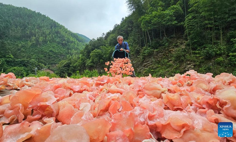 A villager dries wood ears in Cushijiang Village of Shuangpai County, Yongzhou City, central China's Hunan Province, May 29, 2026. Taking advantage of abundant understory resources and improving ecological conditions, Shuangpai County has in recent years actively revitalized the space under the forest, and developed under-forest industries such as medicinal plants, edible fungi, poultry, and bees, thereby extending the rural industrial chains, enriching the patterns of industrial development, and expanding income-generating opportunities for locals. Photo: Xinhua