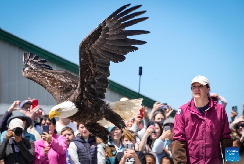 A bald eagle is released to the wild during an open house event at the Orphaned Wildlife Rehabilitation Society in Delta, British Columbia, Canada, on May 30, 2026. The event held on Saturday offered the public an opportunity to learn about the rehabilitation, care, and conservation of injured and orphaned birds of prey. (Photo by Liang Sen/Xinhua)
