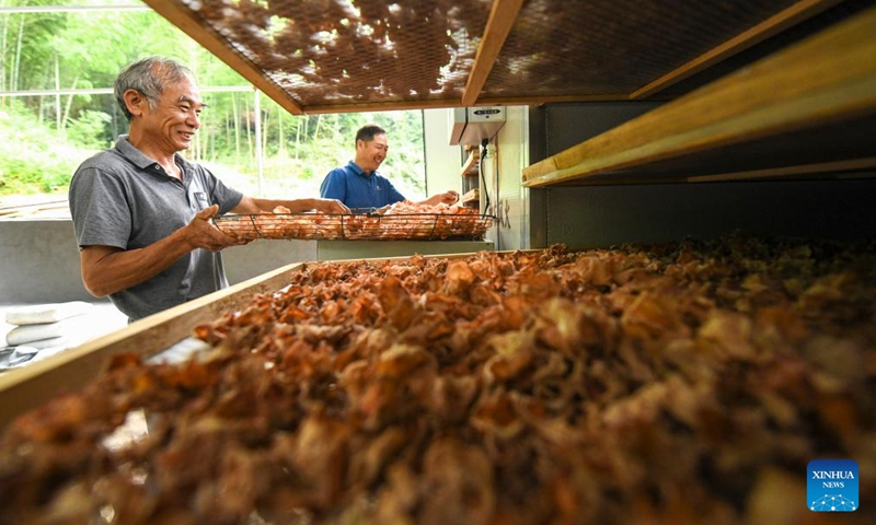 Villagers check the drying condition of the wood ears in Cushijiang Village of Shuangpai County, Yongzhou City, central China's Hunan Province, May 30, 2026. Taking advantage of abundant understory resources and improving ecological conditions, Shuangpai County has in recent years actively revitalized the space under the forest, and developed under-forest industries such as medicinal plants, edible fungi, poultry, and bees, thereby extending the rural industrial chains, enriching the patterns of industrial development, and expanding income-generating opportunities for locals. Photo: Xinhua